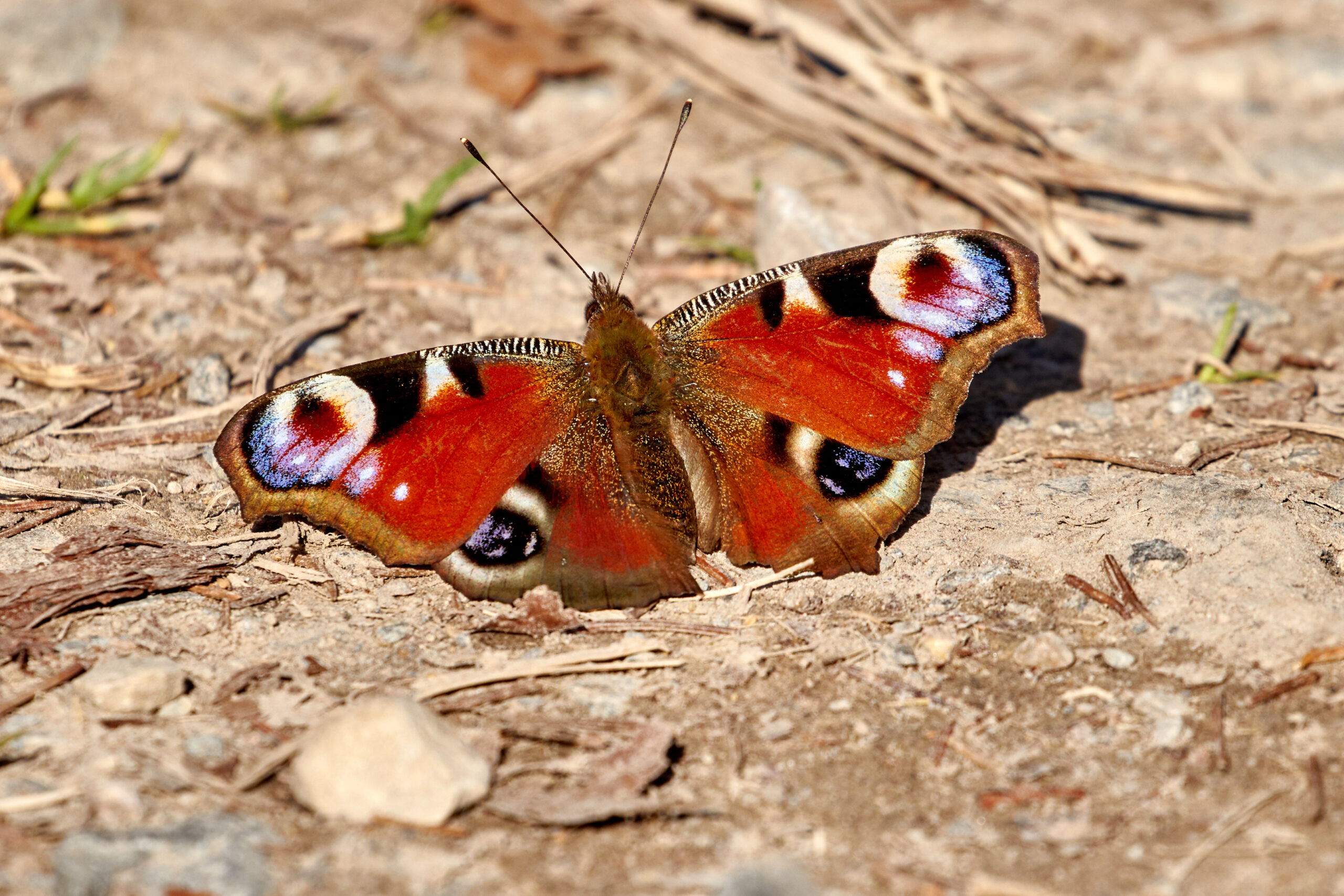Tier   Insekte   Schmetterling/Raupe   Tagpfauenauge   
