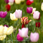 Pflanze   Blume   Tulpe   