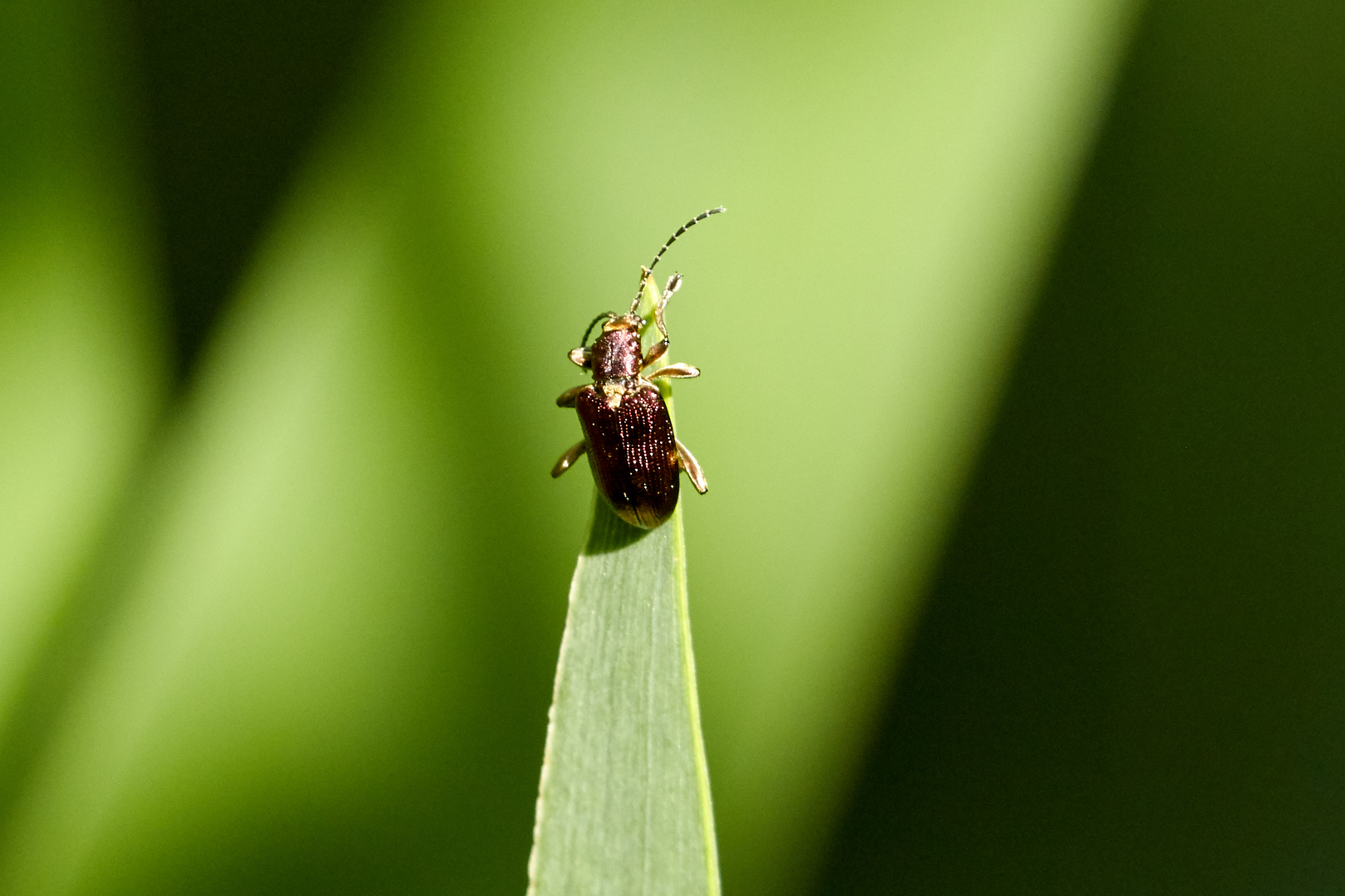 Tier   Insekte   Käfer   