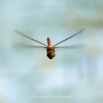 Tier   Insekte   Libelle   Keilfleck Mosaikjungfer   