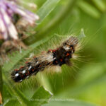 Tier   Insekte   Schmetterling/Raupe   Ampfer-Rindeneule   