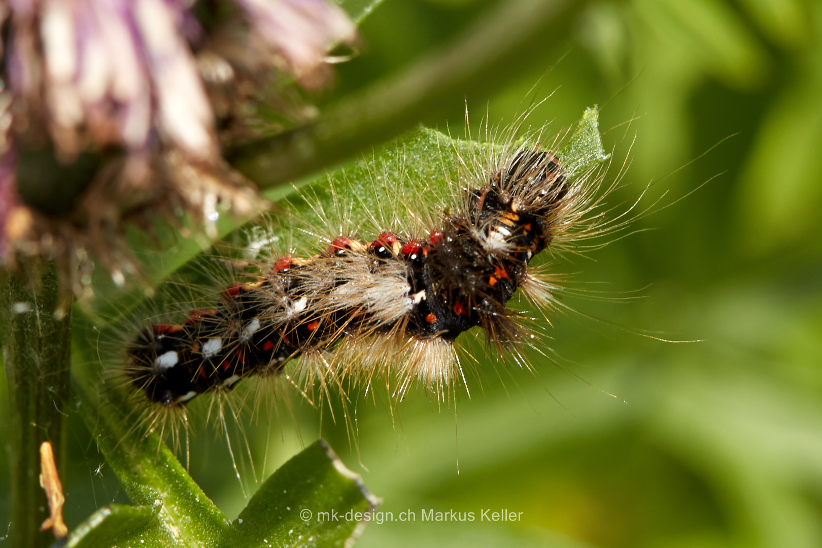 Tier   Insekte   Schmetterling/Raupe   Ampfer-Rindeneule   