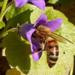 Pflanze   Blume   Glockenblume   Tier   Insekte   Biene   