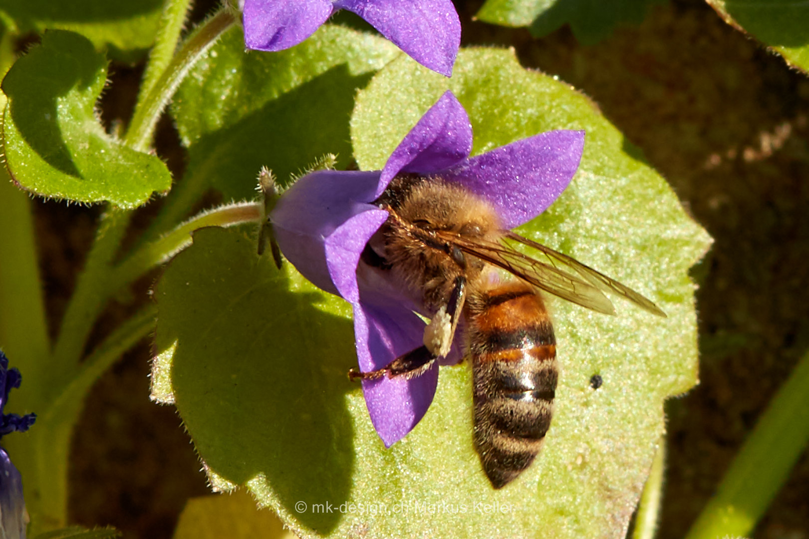 Pflanze   Blume   Glockenblume   Tier   Insekte   Biene   