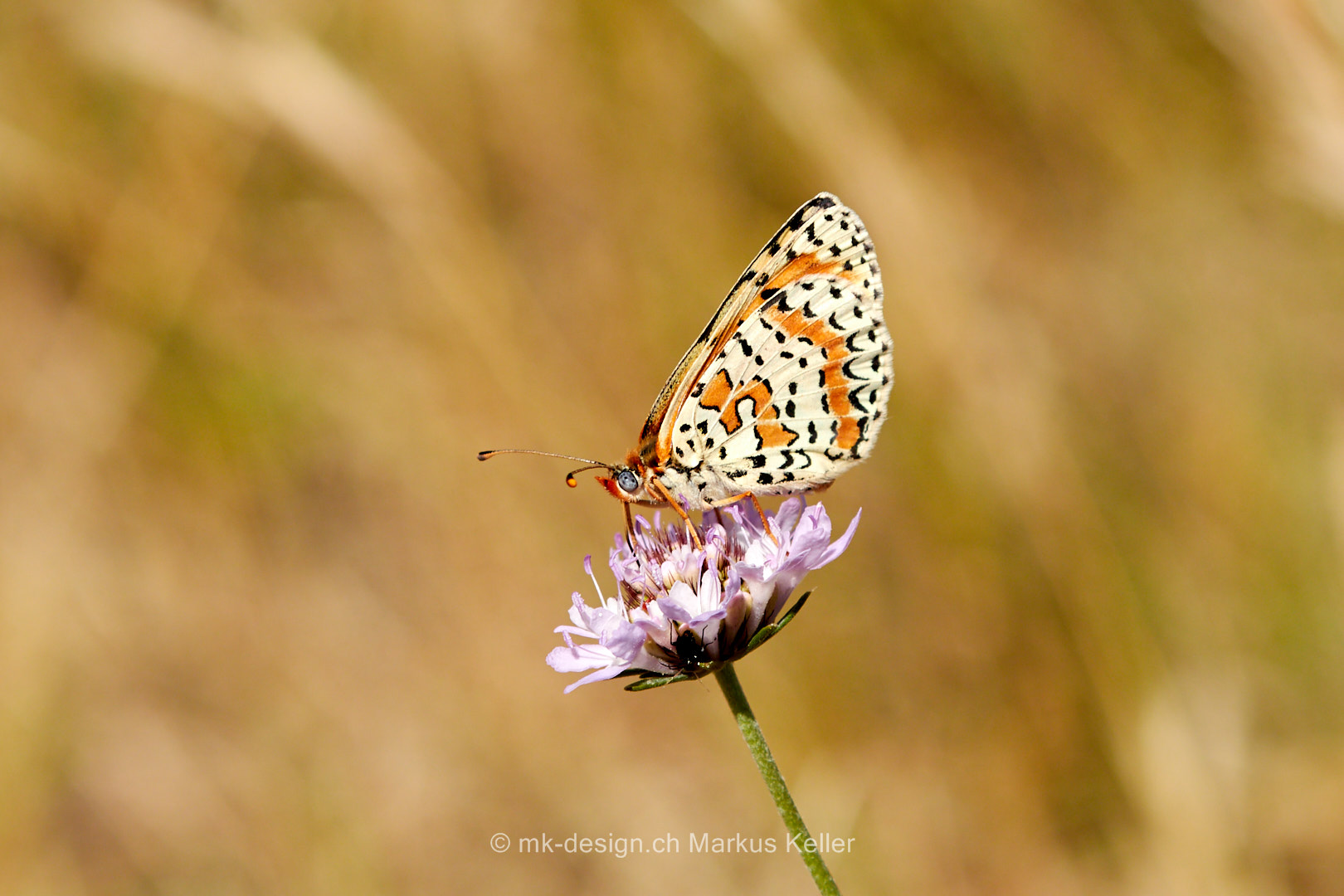 Ort   Carcassonne   Tier   Insekte   Schmetterling/Raupe   Goldener Scheckenfalter   