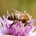 Tier   Insekte   Biene   