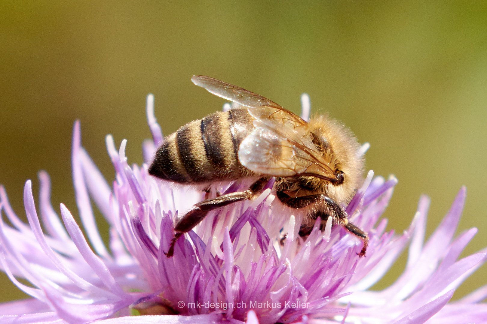 Tier   Insekte   Biene   