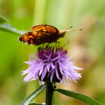 Tier   Insekte   Schmetterling/Raupe   Grosser Perlmutterfalter   
