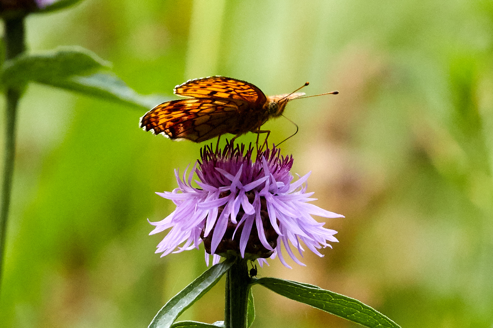Tier   Insekte   Schmetterling/Raupe   Grosser Perlmutterfalter   