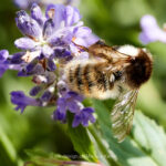 Tier   Insekte   Biene   Wildbiene   