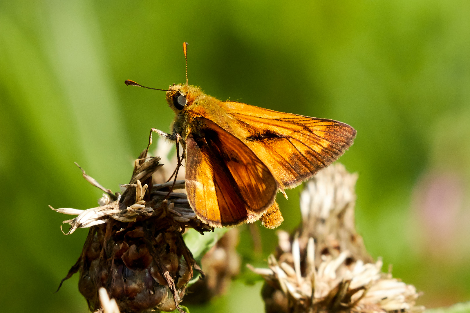 Tier   Insekte   Schmetterling/Raupe   Rostfarbiger Dickkopffalter   