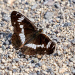Tier   Insekte   Schmetterling/Raupe   Kleiner Eisvogel   