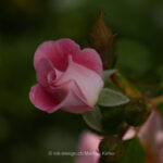 Macro   Pflanze   Blume   Rose   