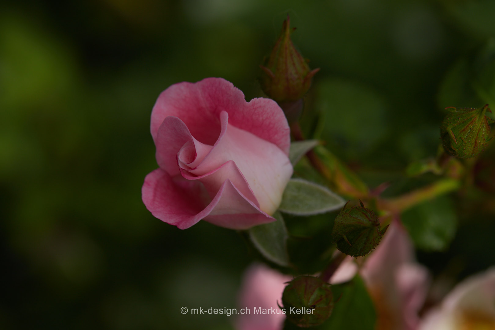Macro   Pflanze   Blume   Rose   