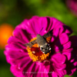 Tier   Insekte   Schmetterling/Raupe   Taubenschwänzchen   Pflanze   Blume   Zinnie   