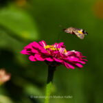 Tier   Insekte   Schmetterling/Raupe   Taubenschwänzchen   Pflanze   Blume   Zinnie   