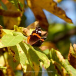 Tier   Insekte   Schmetterling/Raupe   Admiral   