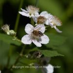 Pflanze   Blume   Buschwindröschen   Tier   Insekte   Biene   