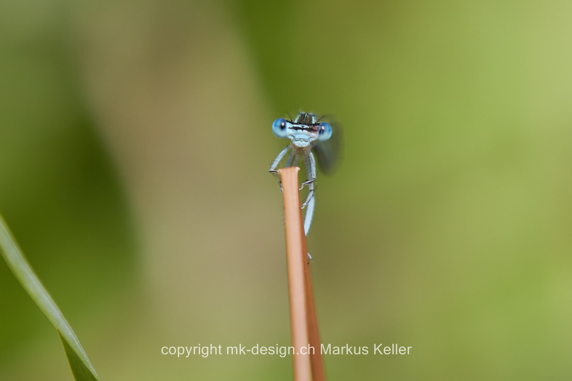 Tier   Insekte   Libelle   Azurjungfer   